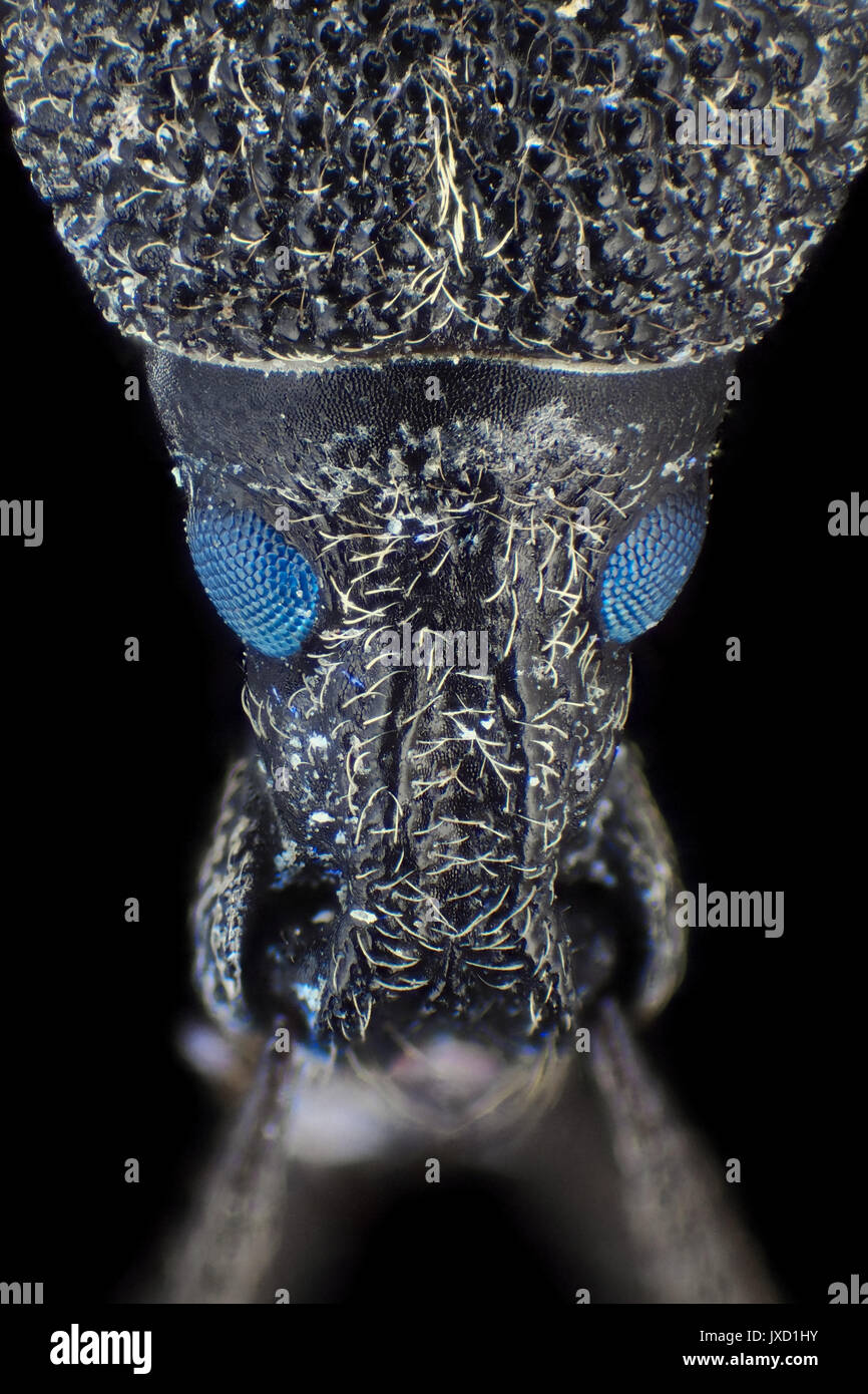 Weevil beetle (likely Larinus carlinae) with fluorescent eyes, reflected visible + ultraviolet micrograph, 31x magnification when printed 10cm tall Stock Photo