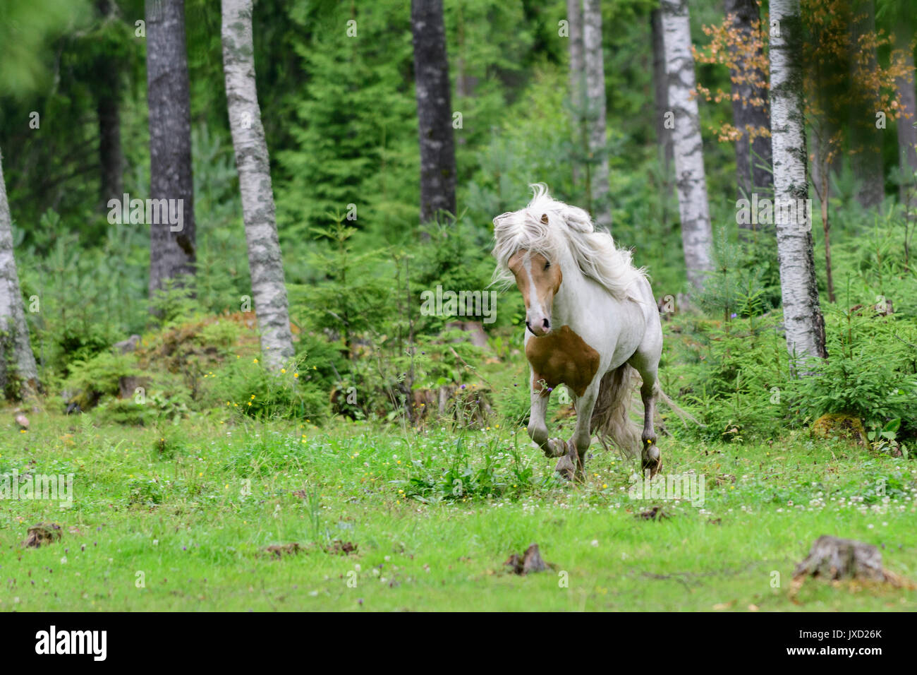 Running Icelandic horse in birch forest in Sweden Stock Photo