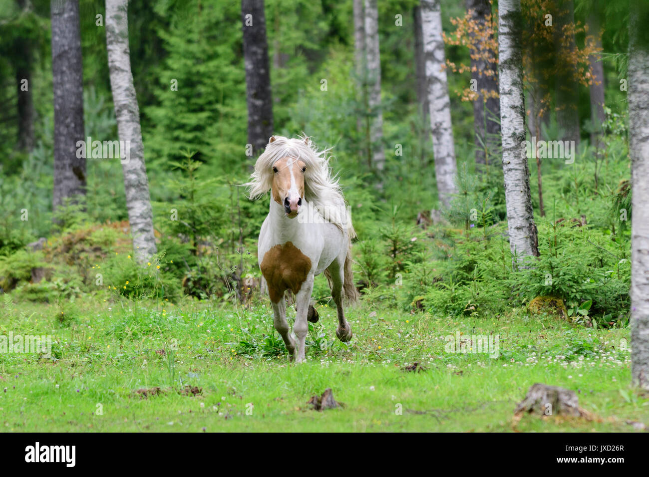 Running Icelandic horse in birch forest in Sweden Stock Photo
