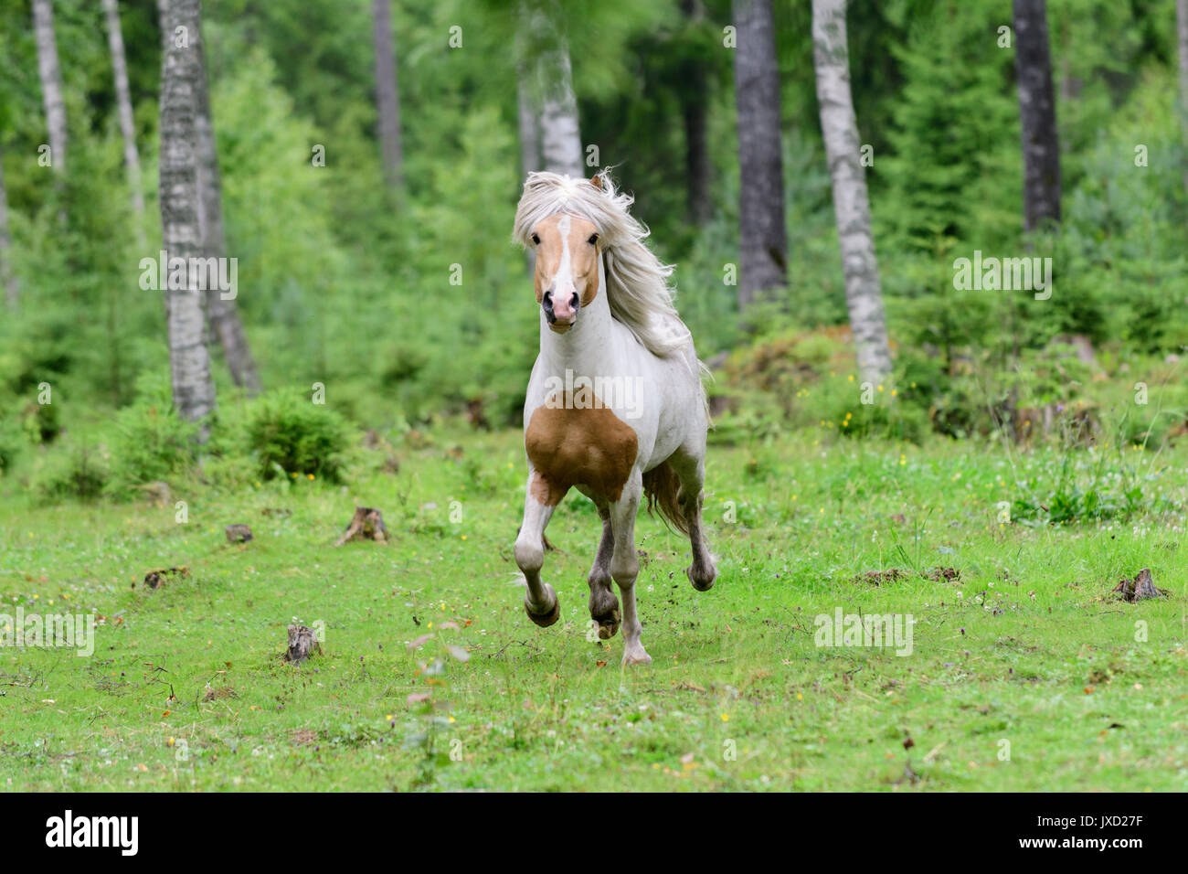 Running Icelandic horse in birch forest in Sweden Stock Photo