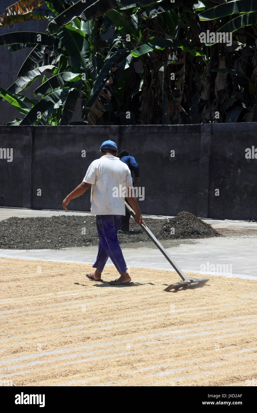 Farmer/Worker sun drying seeds/grain on concrete hard standing with rake in Bali, Indonesia Stock Photo