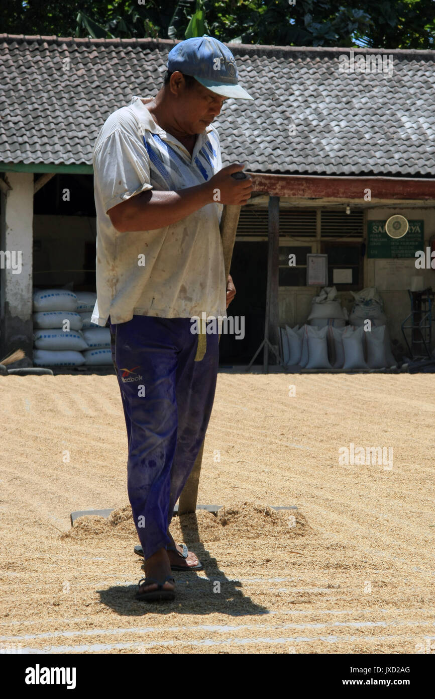 Kuta/Bali - September 09, 2016: Farmer/Worker sun drying seeds/grain on concrete hard standing with rake Stock Photo