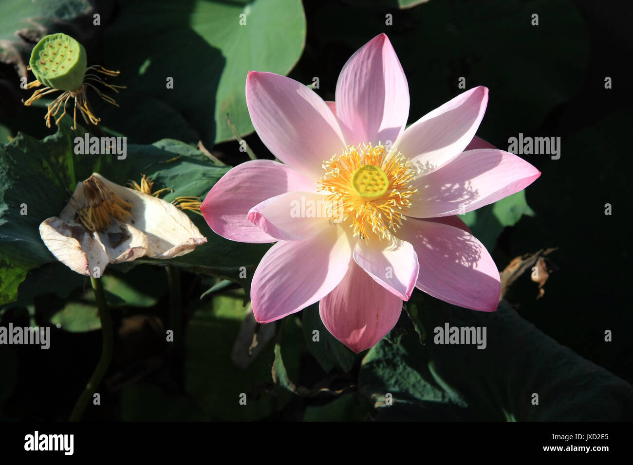 Close up of Lotus leaf pond background/texture Stock Photo - Alamy