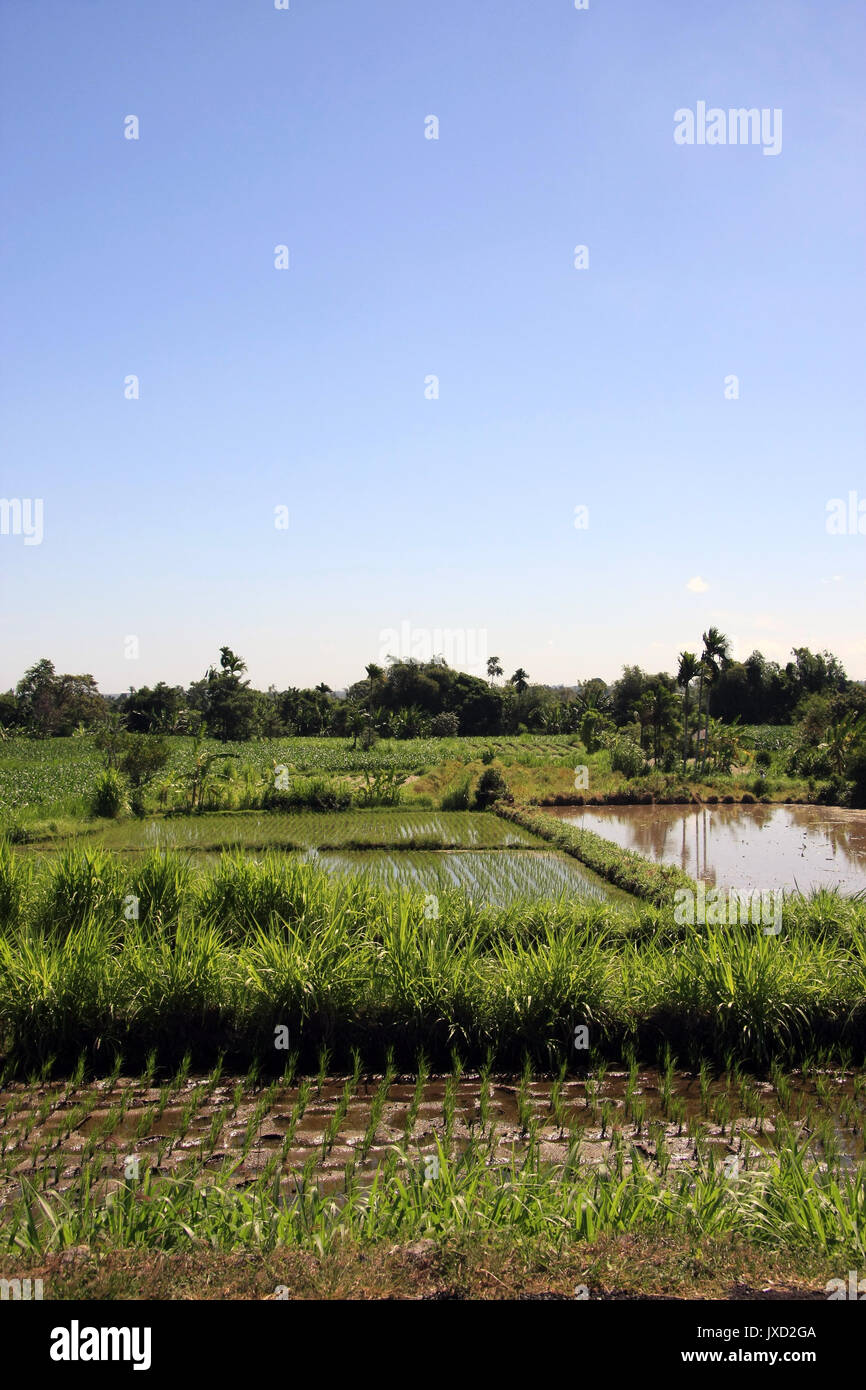 Bali Rice Fields in Bali, Indonesia - view of rice fields fresh with ...