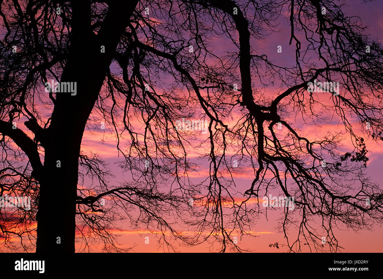 Oak sunset, Sauvie Island Wildlife Area, Oregon Stock Photo Alamy