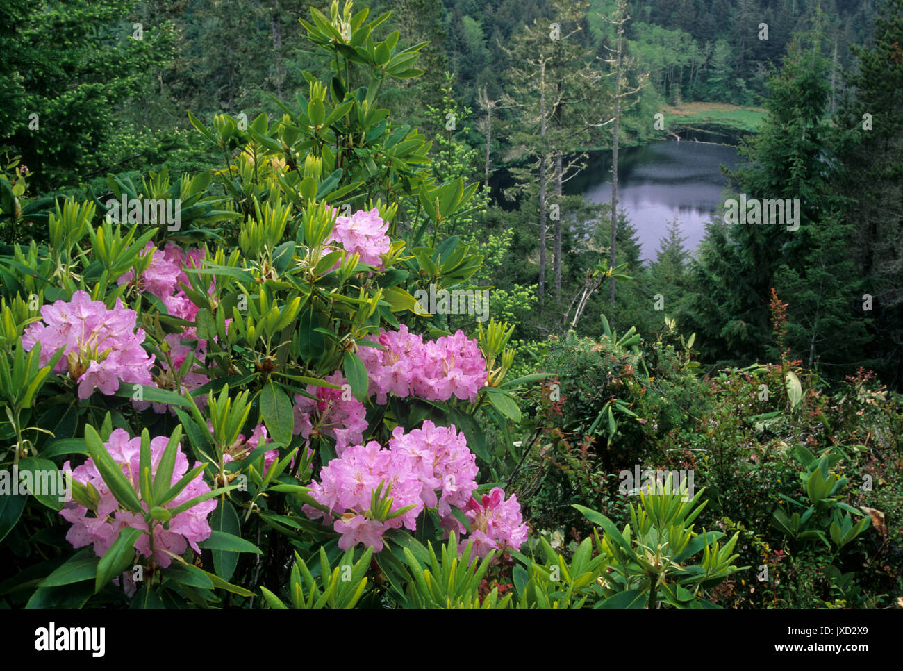 Elbow Lake with Pacific rhododendron (Rhododendron macrophyllum), Oregon Dunes National Recreation Area, Oregon Stock Photo