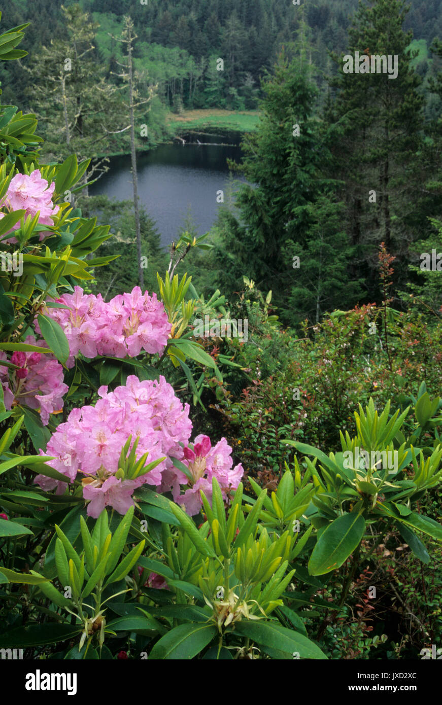 Elbow Lake with Pacific rhododendron (Rhododendron macrophyllum), Oregon Dunes National Recreation Area, Oregon Stock Photo