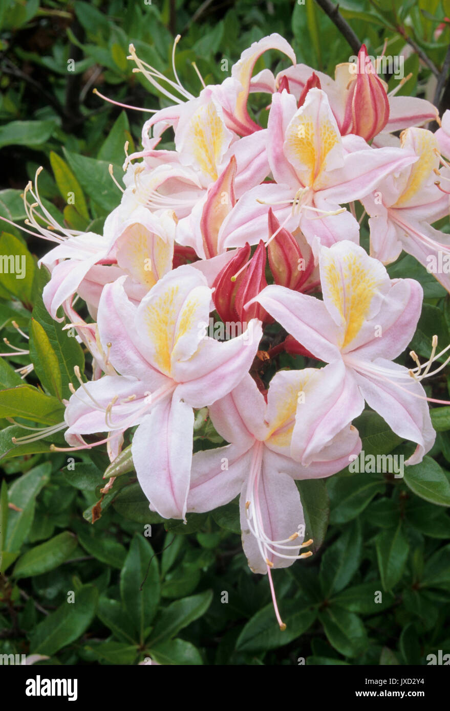 Wild azalea, Siskiyou National Forest, Oregon Stock Photo Alamy