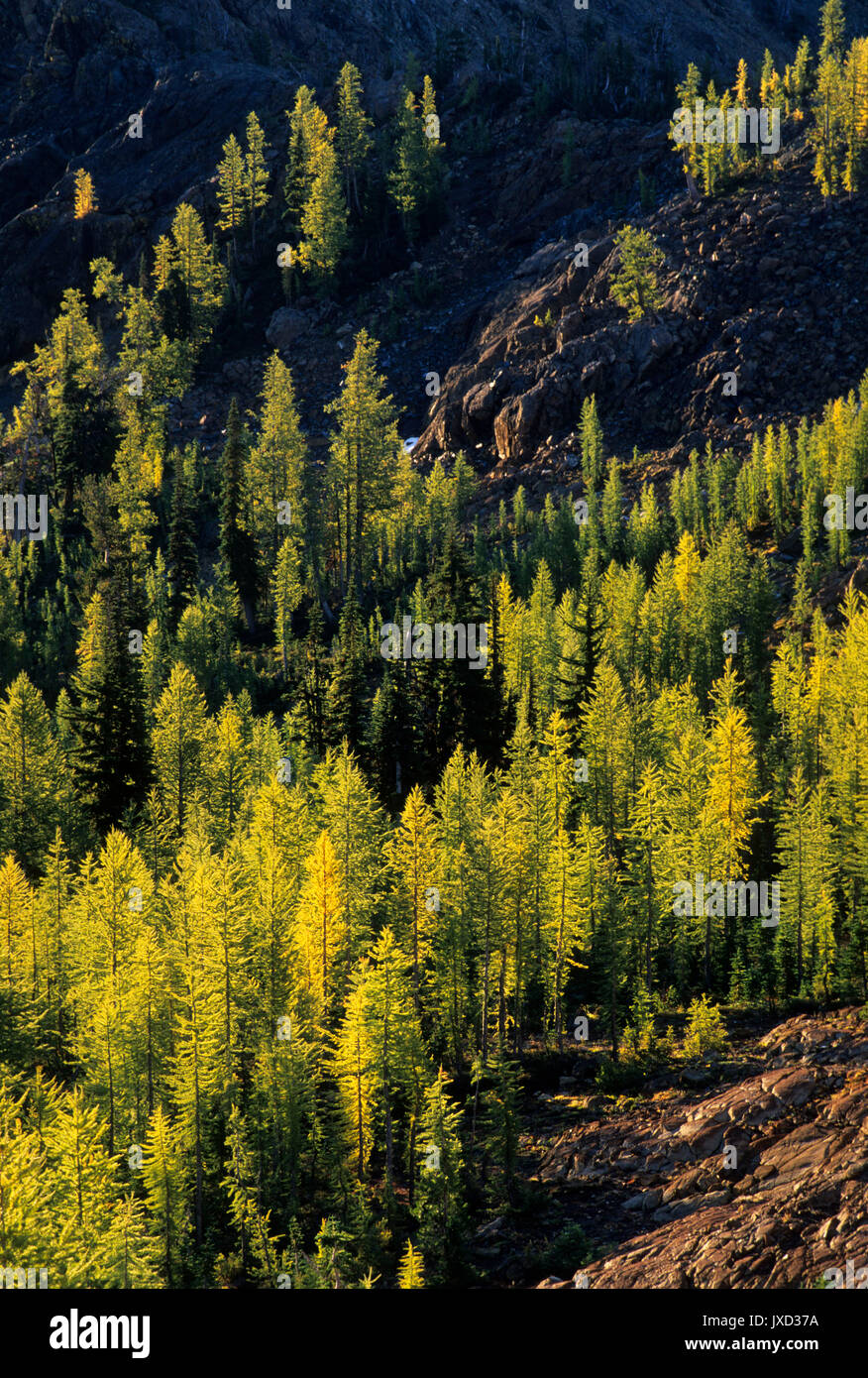 Larch, Alpine Lakes Wilderness, Wenatchee National Forest, Washington Stock Photo