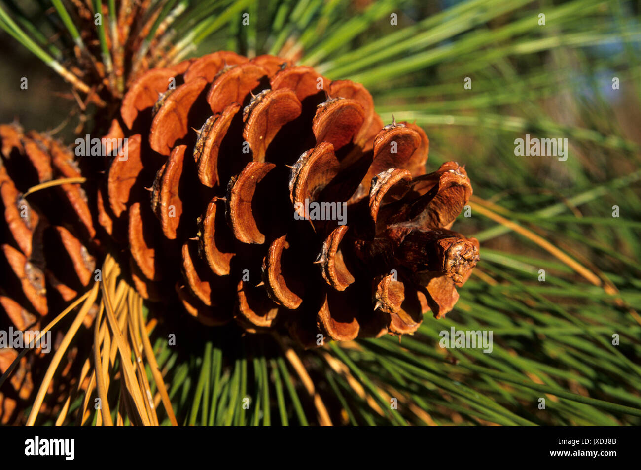 Ponderosa pinecone, Lake Roosevelt National Recreation Area, Washington Stock Photo