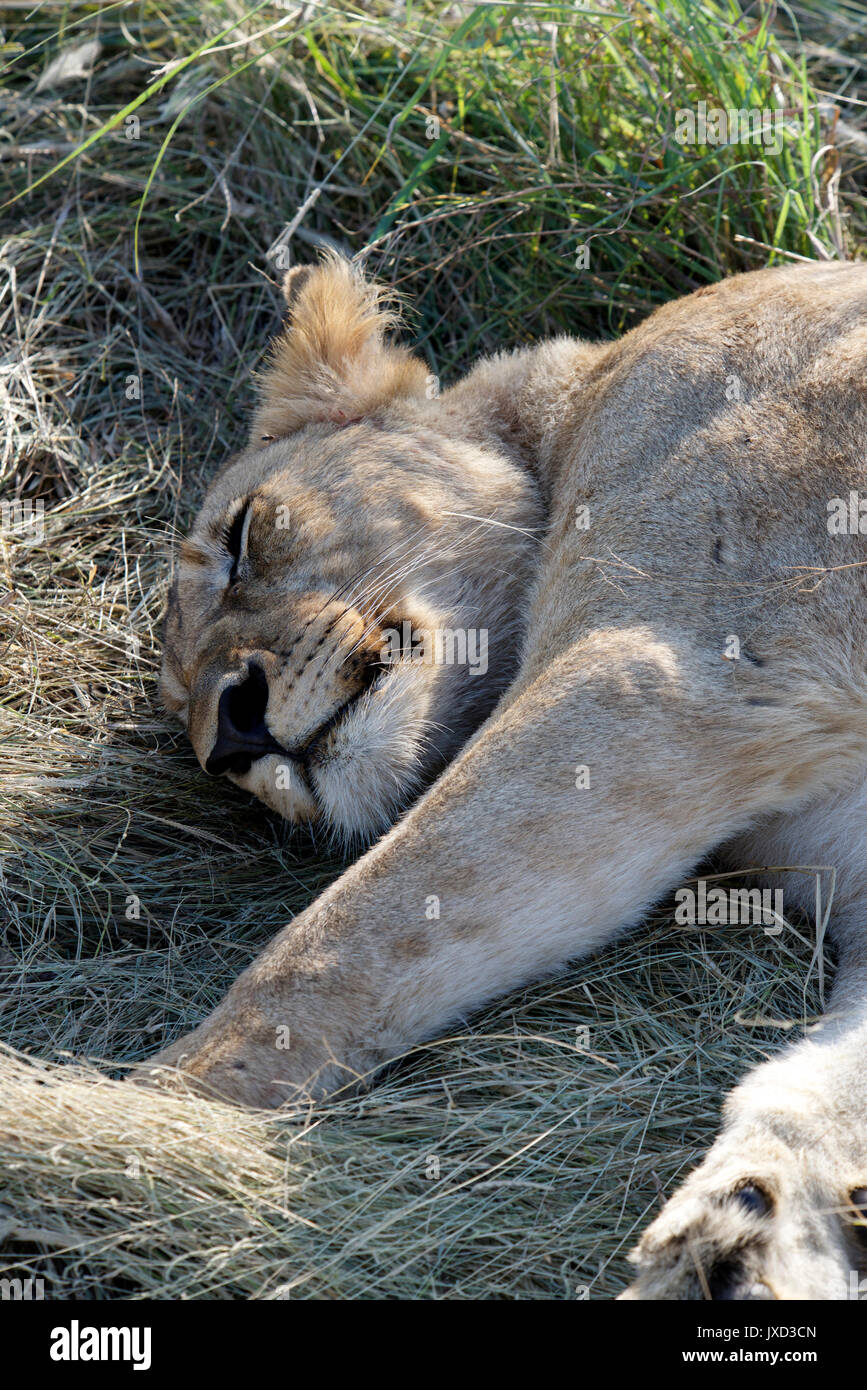 Close-up sleeping lioness Madikwe Game Reserve South Africa Stock Photo