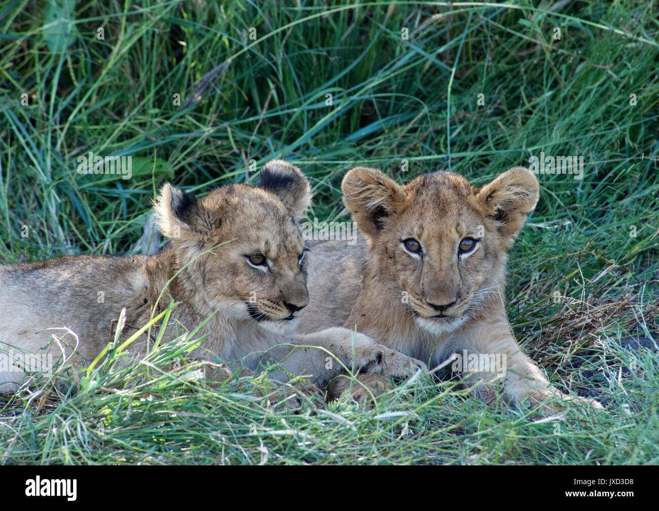 Two lion cubs Madikwe Game Reserve South Africa Stock Photo