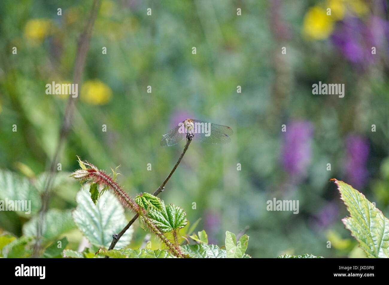 Dragonfly resting on a plant at Crystal Palace Park, London Stock Photo ...