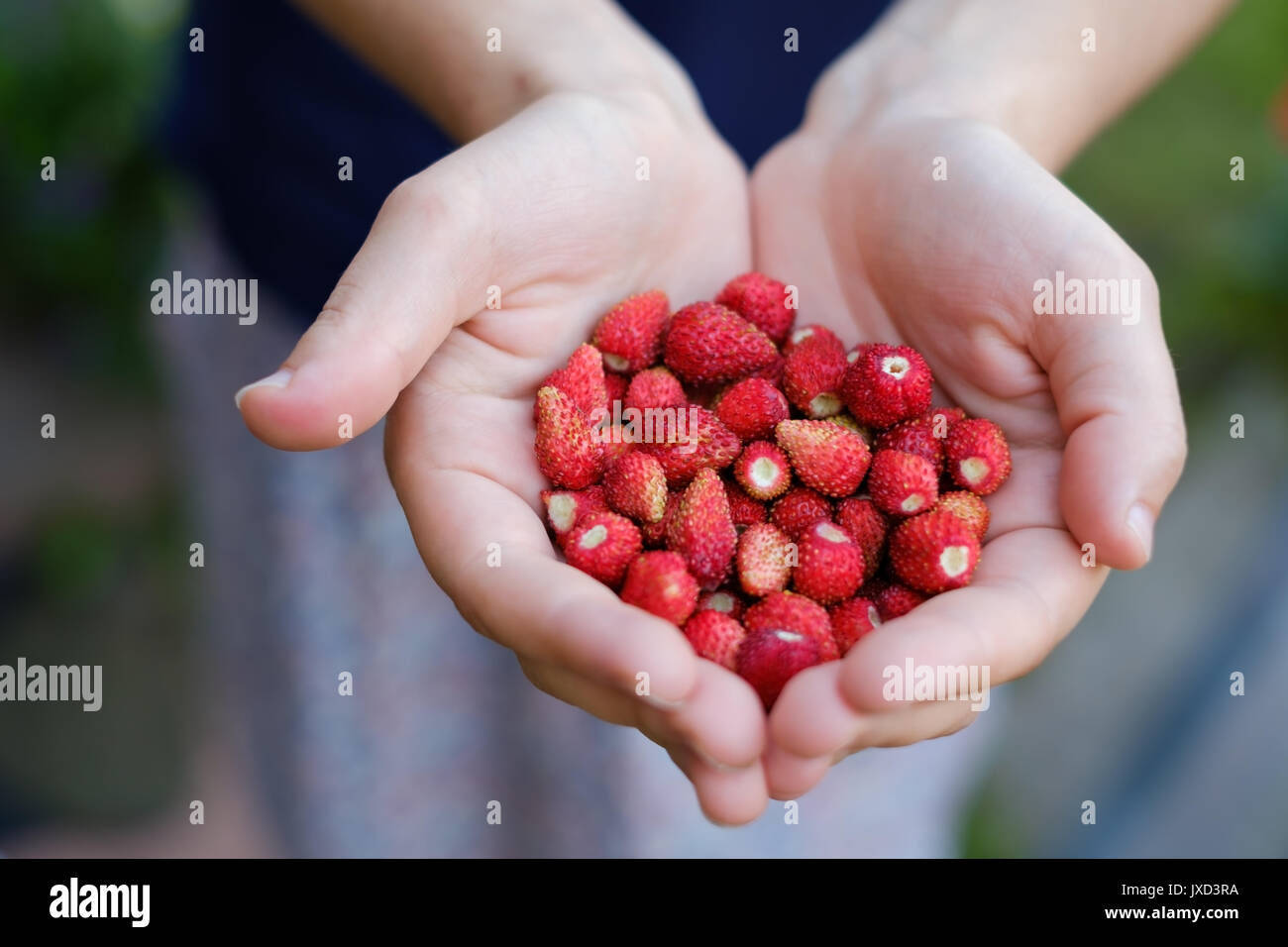 Woman's hands holding a bunch of strawberries Stock Photo - Alamy