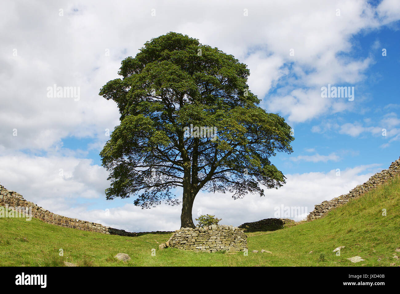 Sycamore Gap, located on Hadrians Wall, Northumberland, North England  Movie location for Robin Hood Stock Photo
