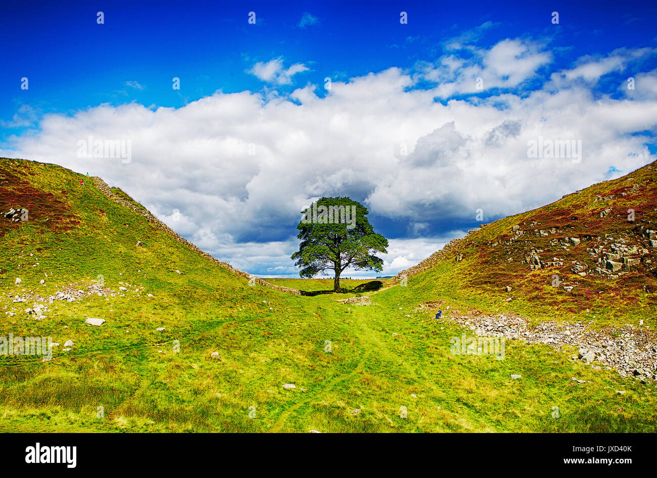 Sycamore Gap, located on Hadrians Wall, Northumberland, North England  Movie location for Robin Hood Stock Photo
