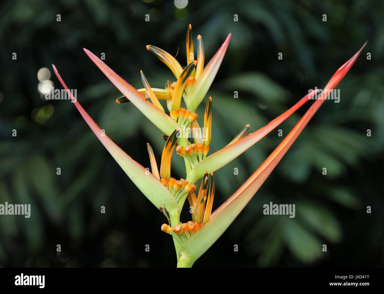 tropical plant Stock Photo