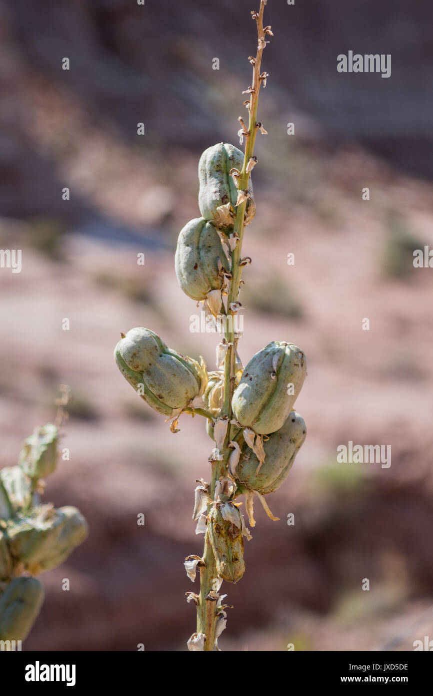 Yucca plant seed pods hires stock photography and images Alamy