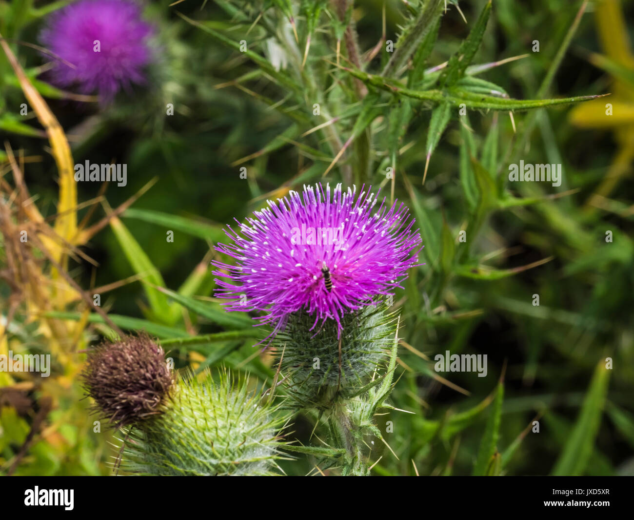 Us wildflower hi-res stock photography and images - Alamy