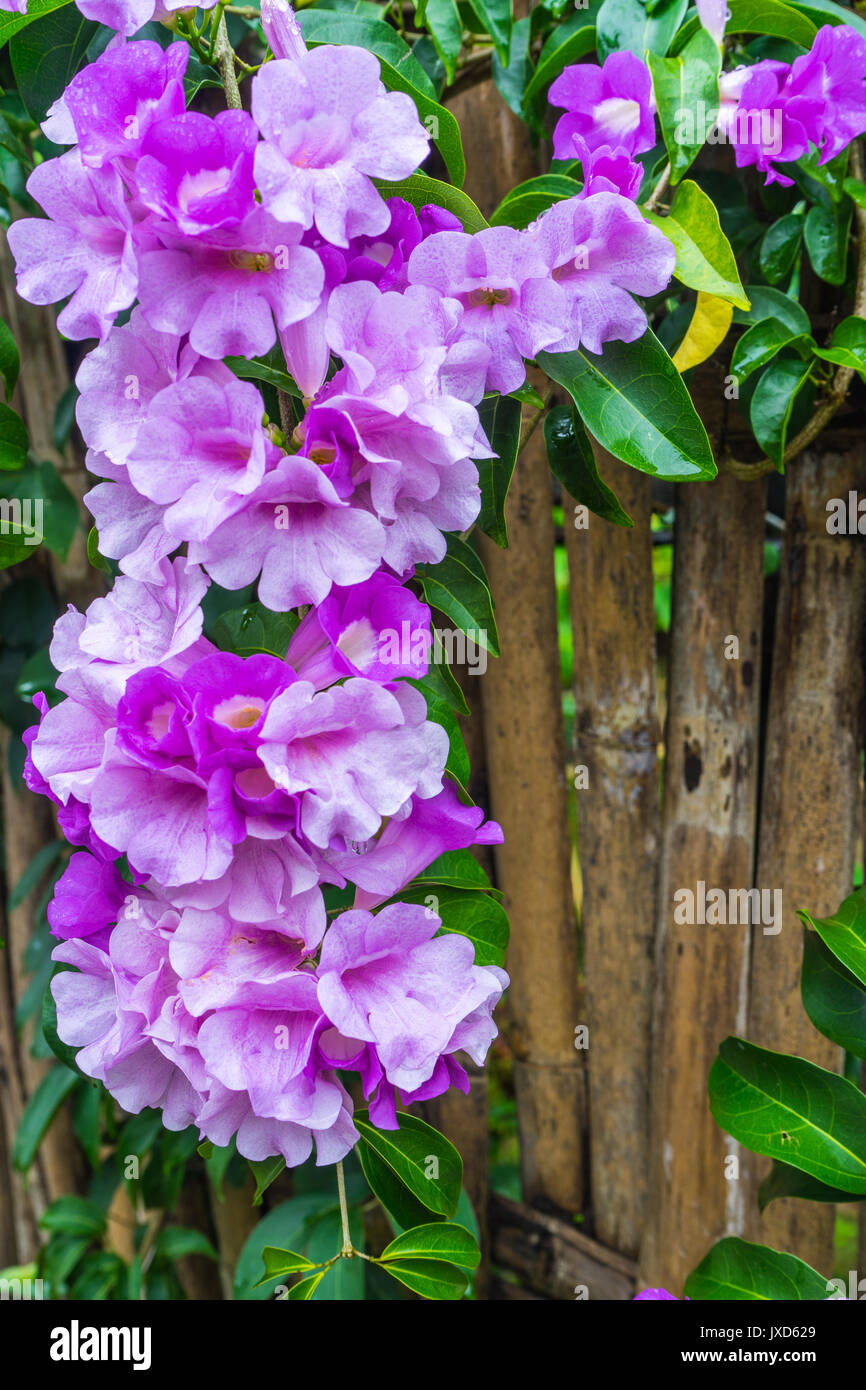 Garlic Vine flower on bamboo fence of rural house in Thailand. Stock Photo