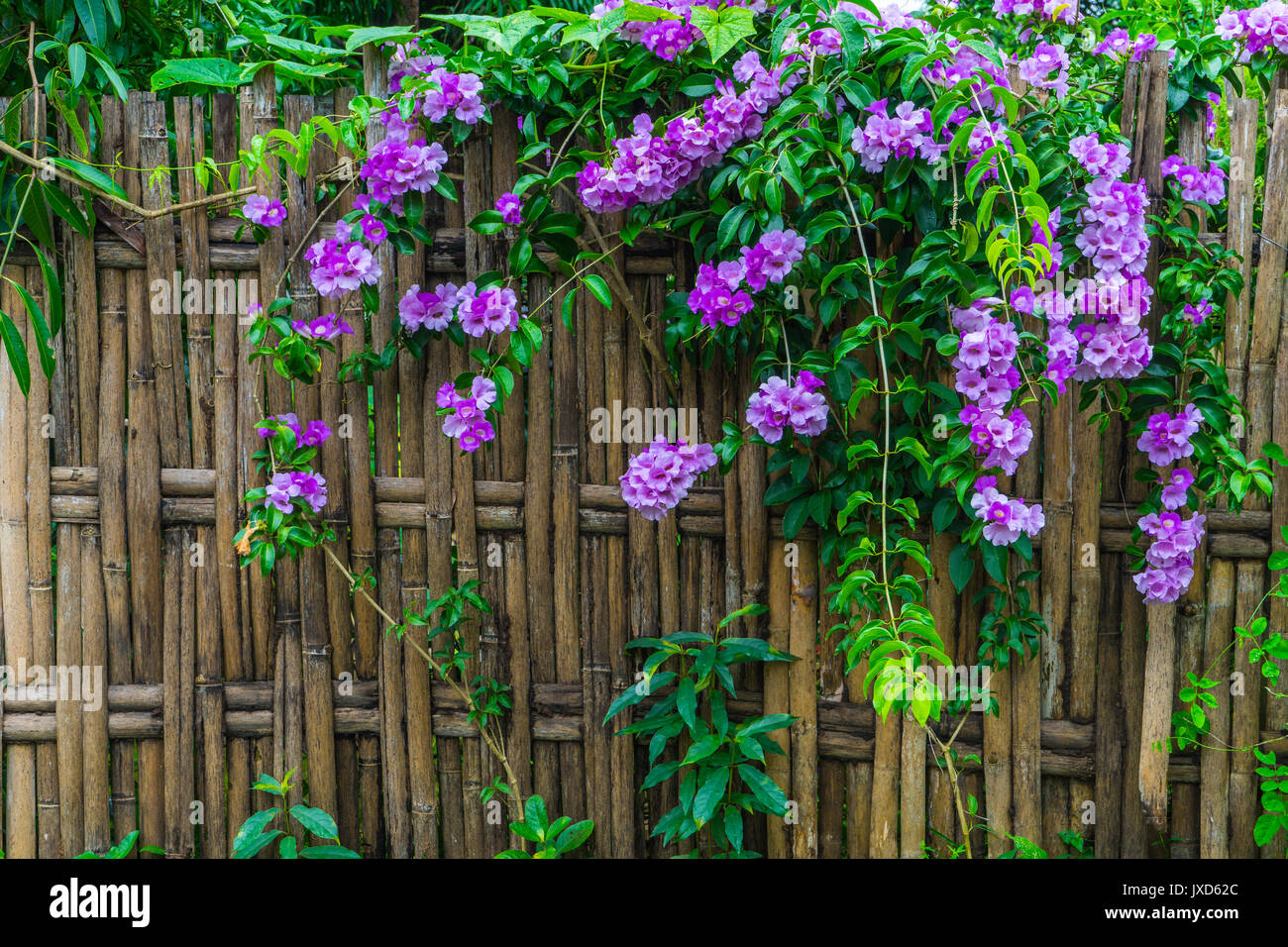 Bamboo fence with Garlic Vine flowers of rural house in Thailand Stock Photo