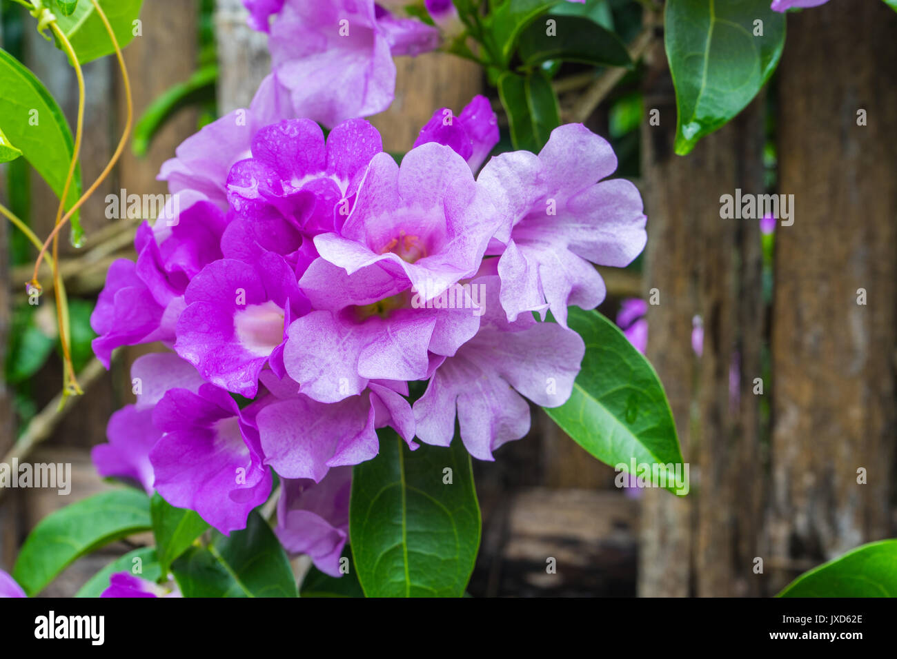 Garlic Vine flower on bamboo fence of rural house in Thailand. Stock Photo