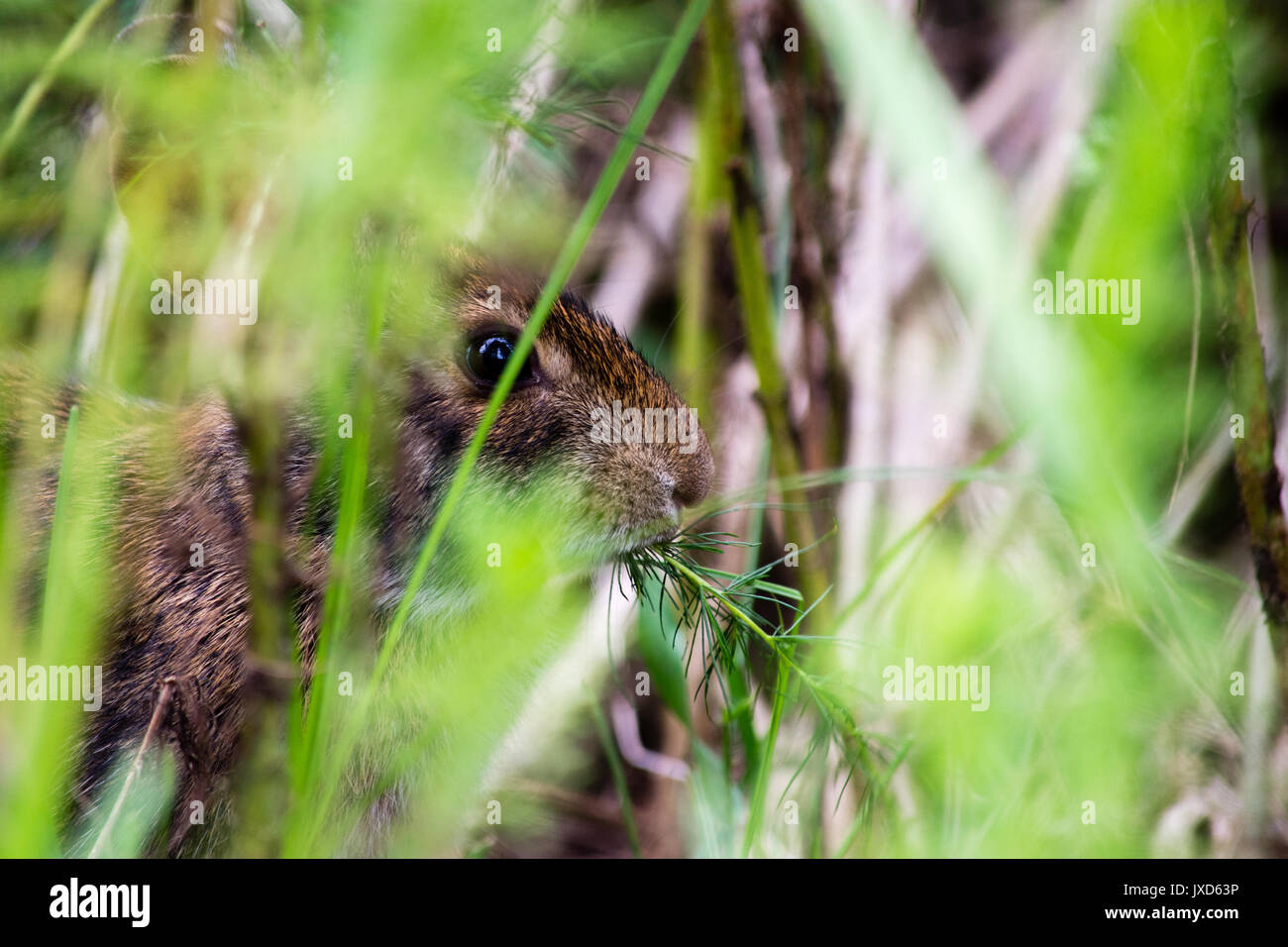 Marsh Rabbit eating some plants at Paines Prairie Stock Photo - Alamy