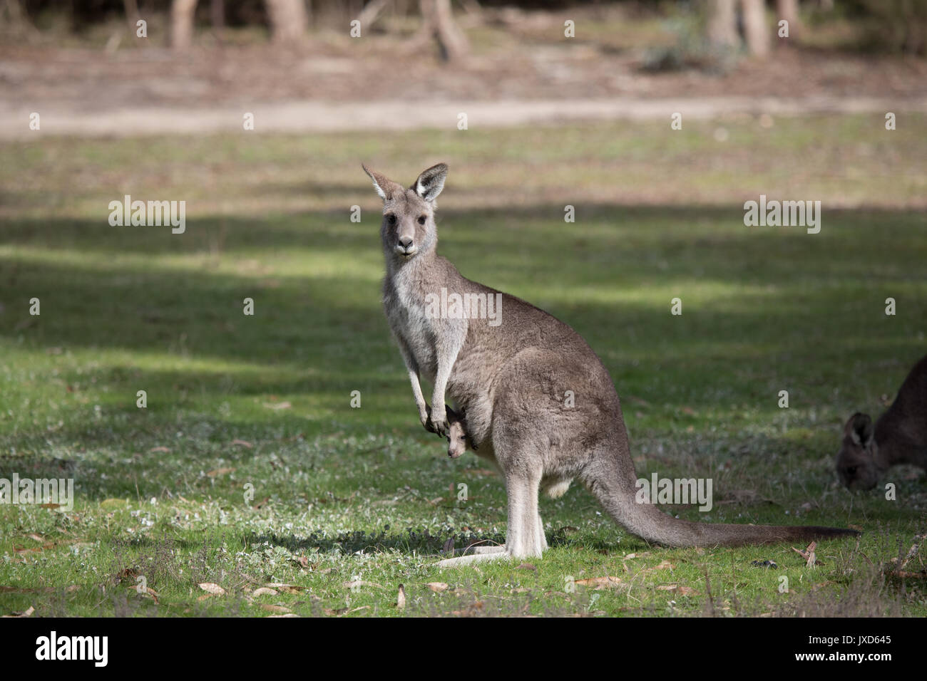 Kangaroop Portrait of an Eastern Grey Kangaroo with joey in pouch [Macropus ...