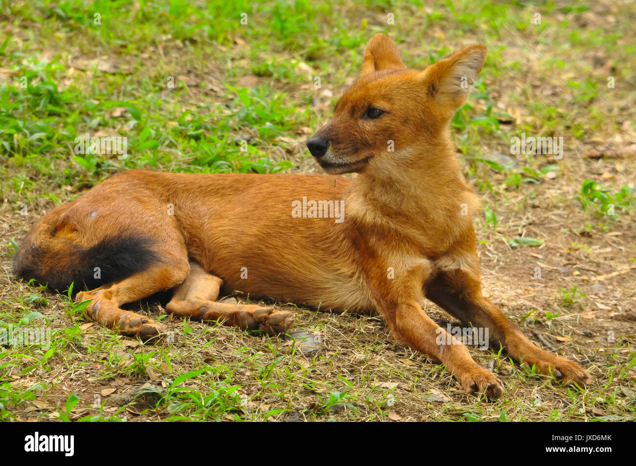 Indian fox Stock Photo