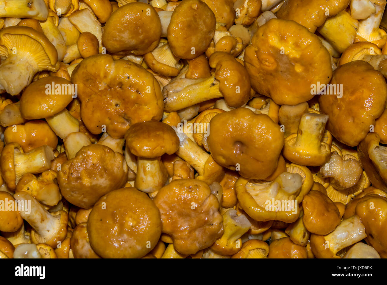 Lots of clean, fresh chanterelles (girolles), ready for cooking Stock Photo