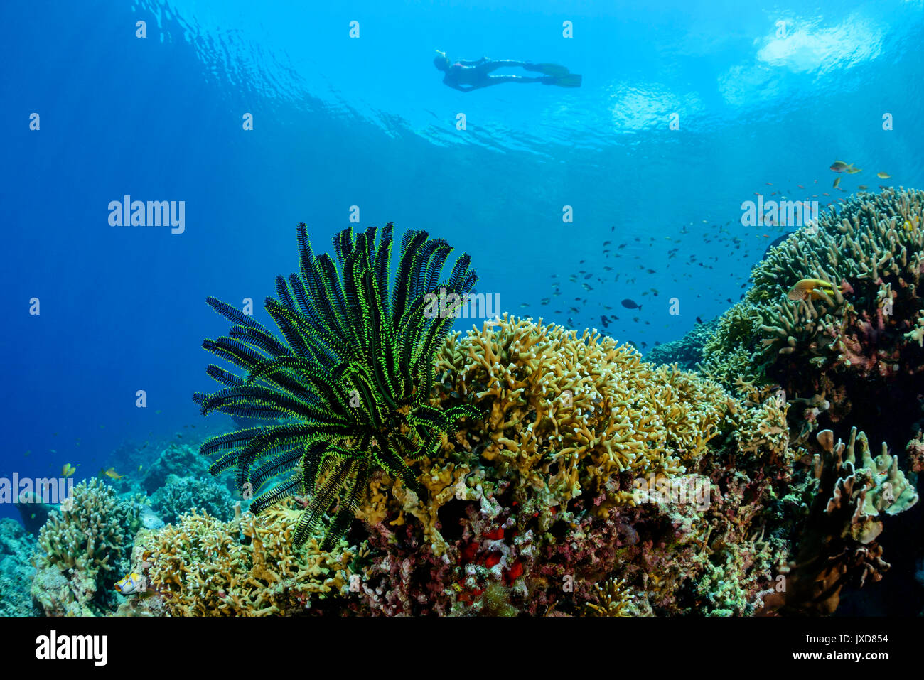 Young woman snorkeling in beautiful Coralreef and Capillaster sentosus, Thorny feather star, Selayar Island, Indonesia, Indian Ocean Stock Photo