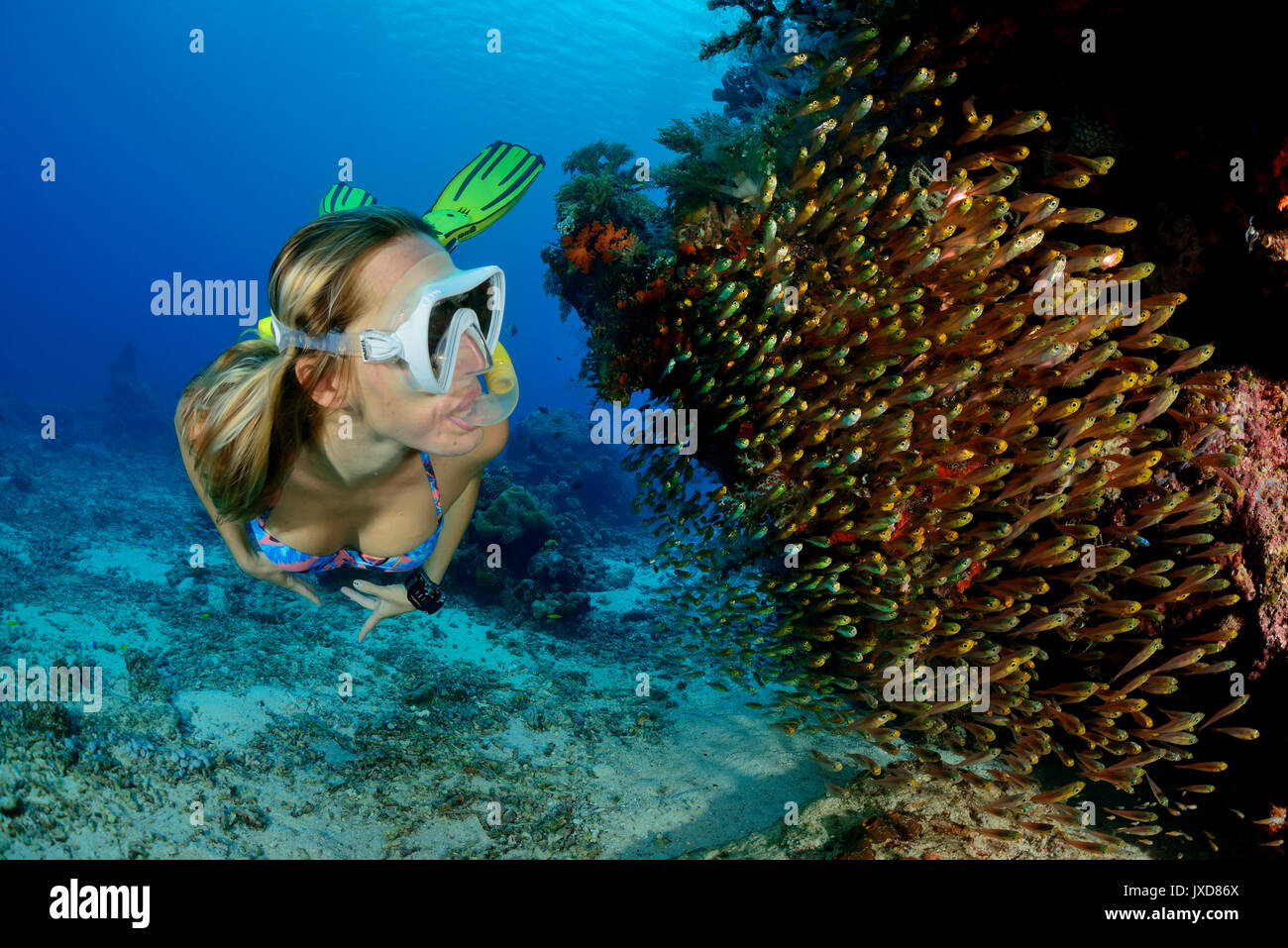 Young woman snorkeling in beautiful Coralreef with school of Pigmy Sweeper, glassfishes, Selayar Island, Indonesia, Indian Ocean Stock Photo