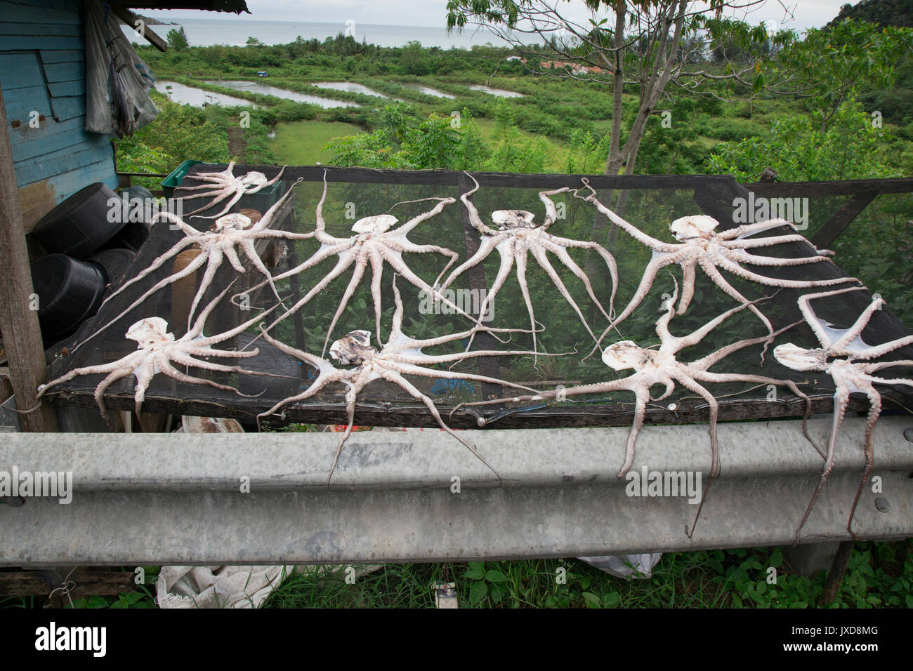 Dried octopus for sale on side of road in Aceh Stock Photo Alamy