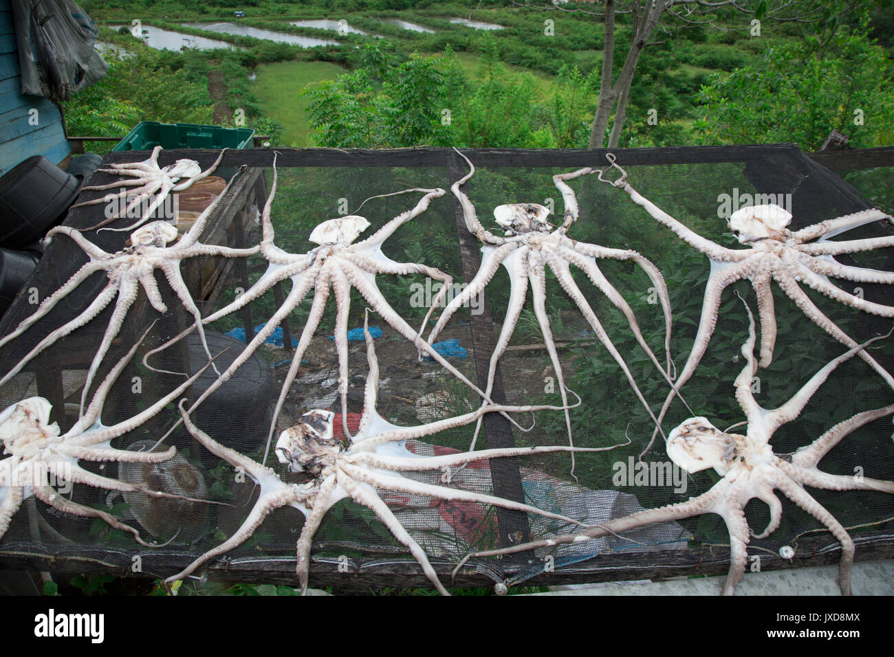 Dried octopus for sale on side of road in Aceh Stock Photo Alamy