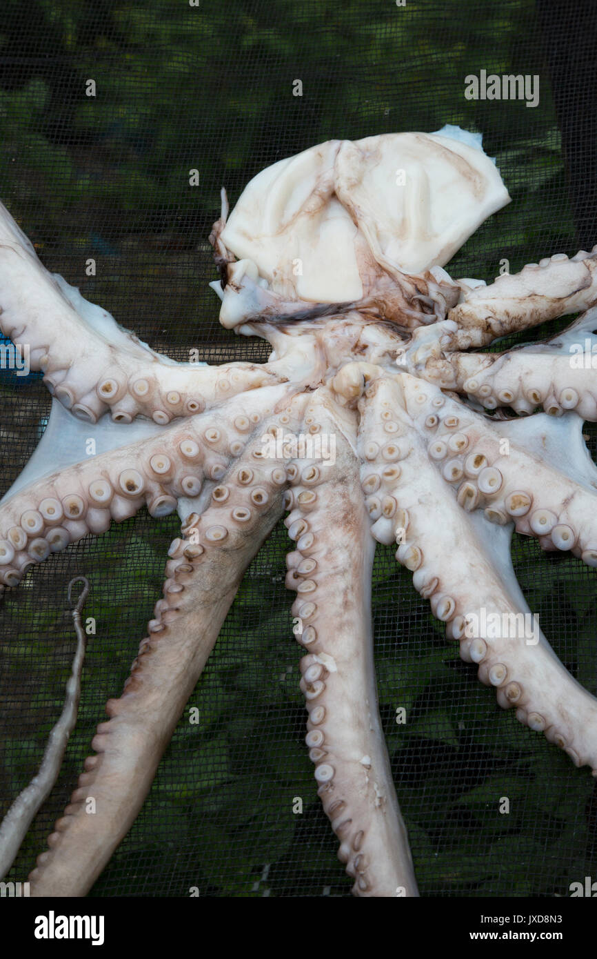 Dried octopus for sale on side of road in Aceh Stock Photo Alamy