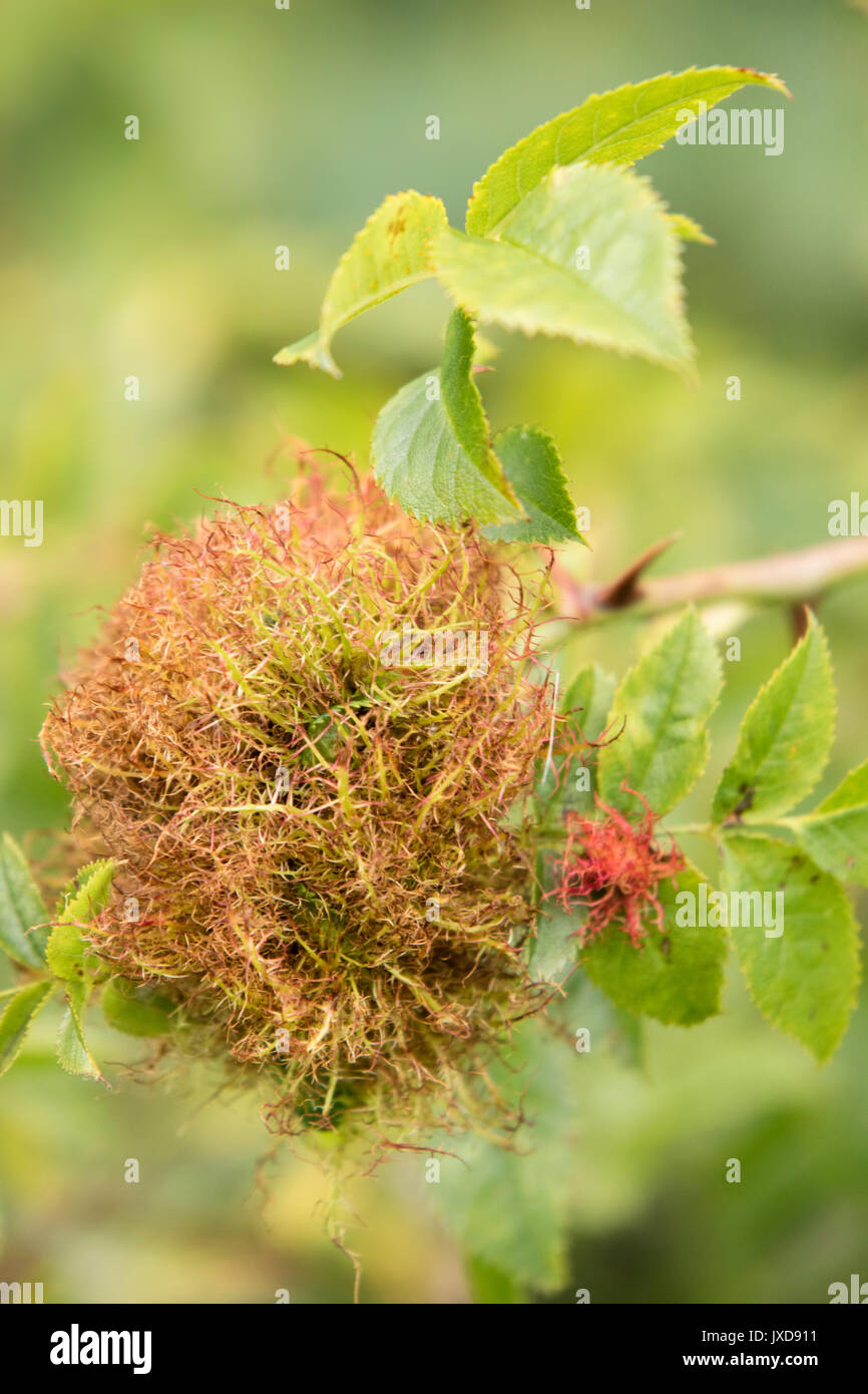 Robin's pin cushion, also known as Rose Bedeguar Gall. England, UK Stock Photo