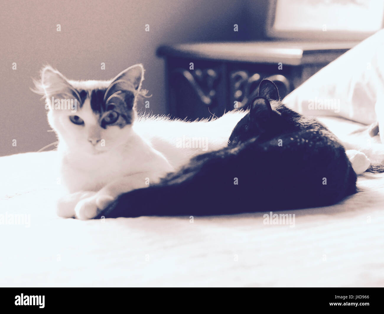 Small cat sucking of its mother Stock Photo Alamy