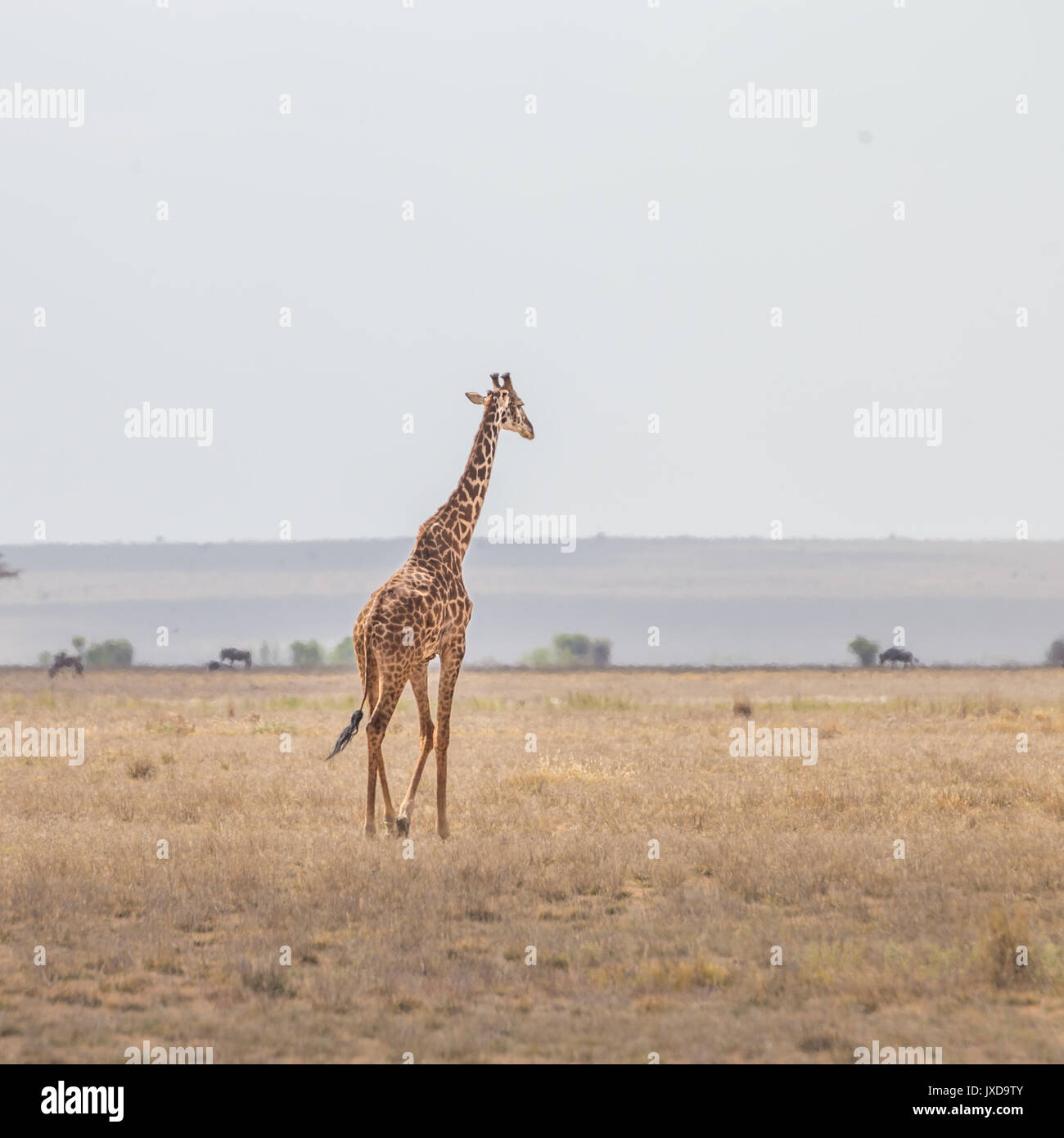 Solitary giraffe in Amboseli national park, Kenya. Stock Photo