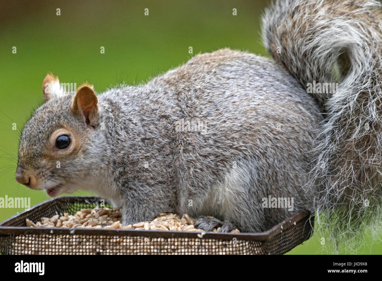 Eastern Gray Squirrel 'Sciurus carolinensis' Stock Photo