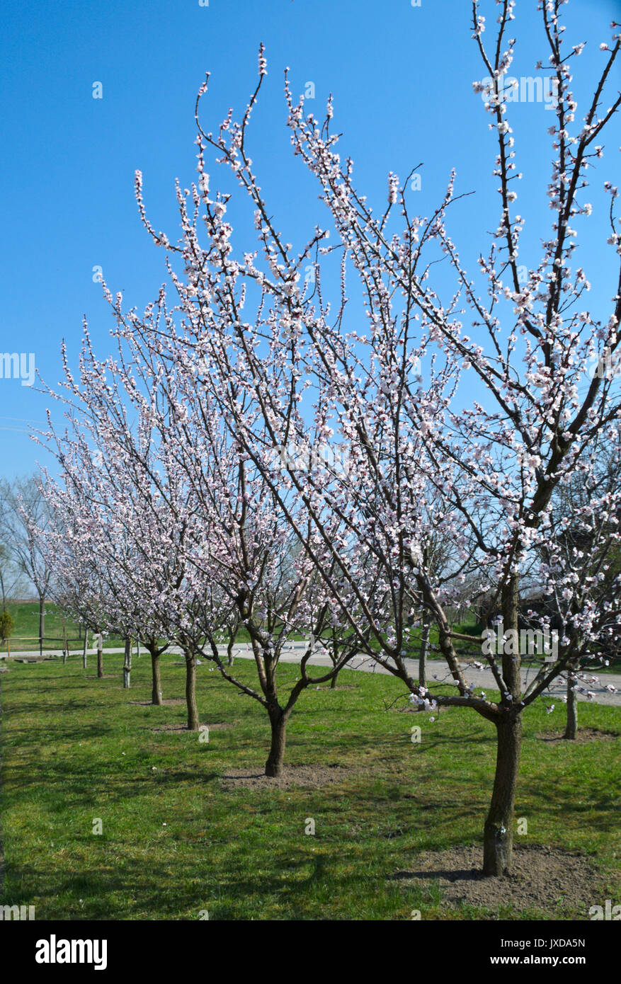 Flowering apricot trees at spring Stock Photo - Alamy