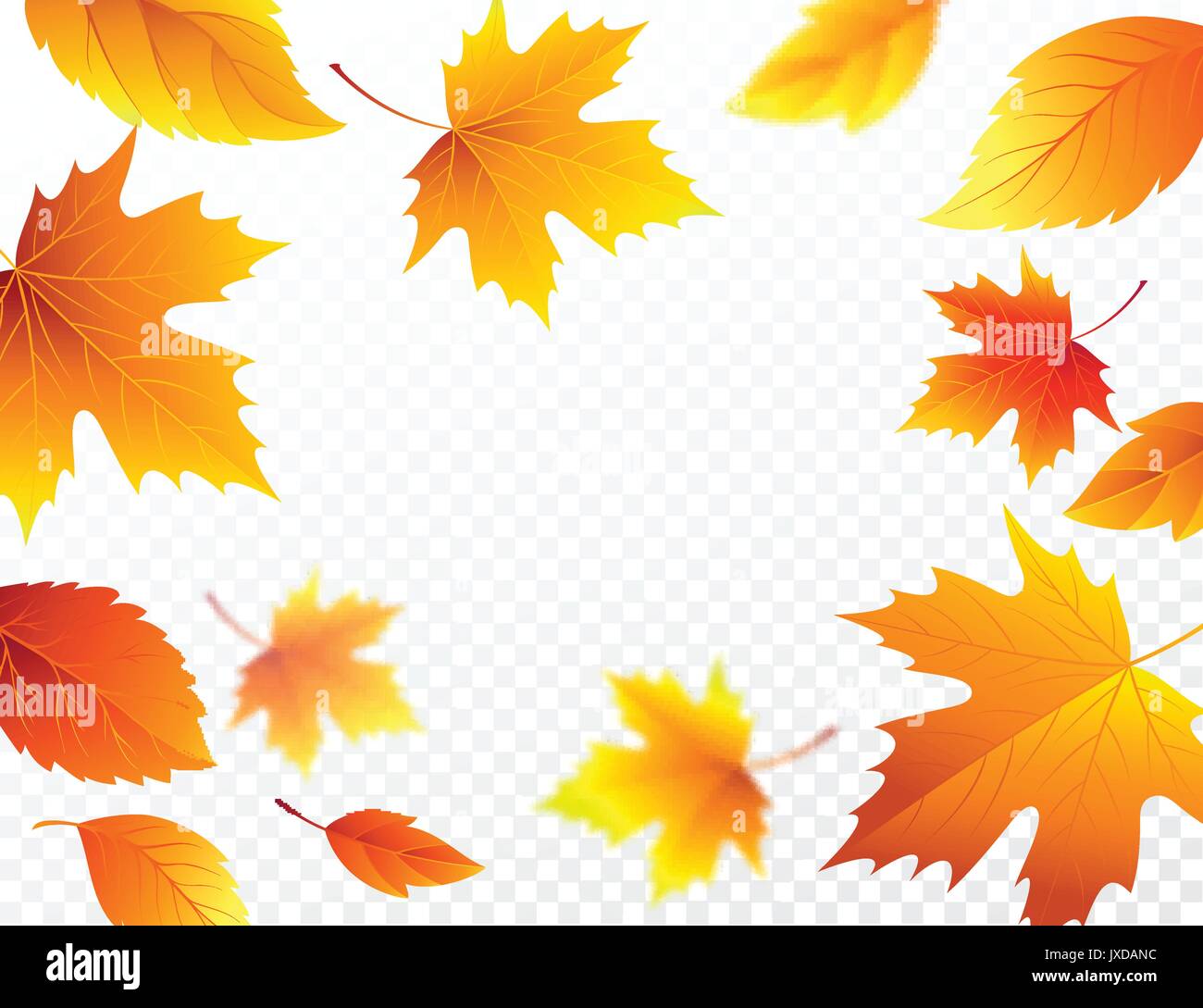 Autumn falling leaves on transparent checkered background. Autumnal foliage fall leaf flying in wind motion blur. Vector illustration Stock Vector