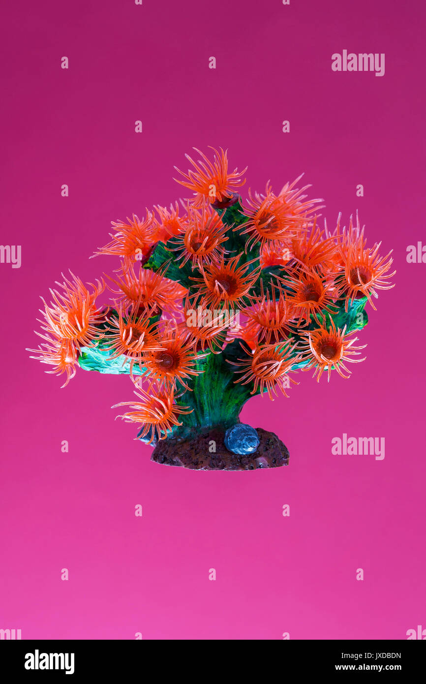 aquarium plants Stock Photo