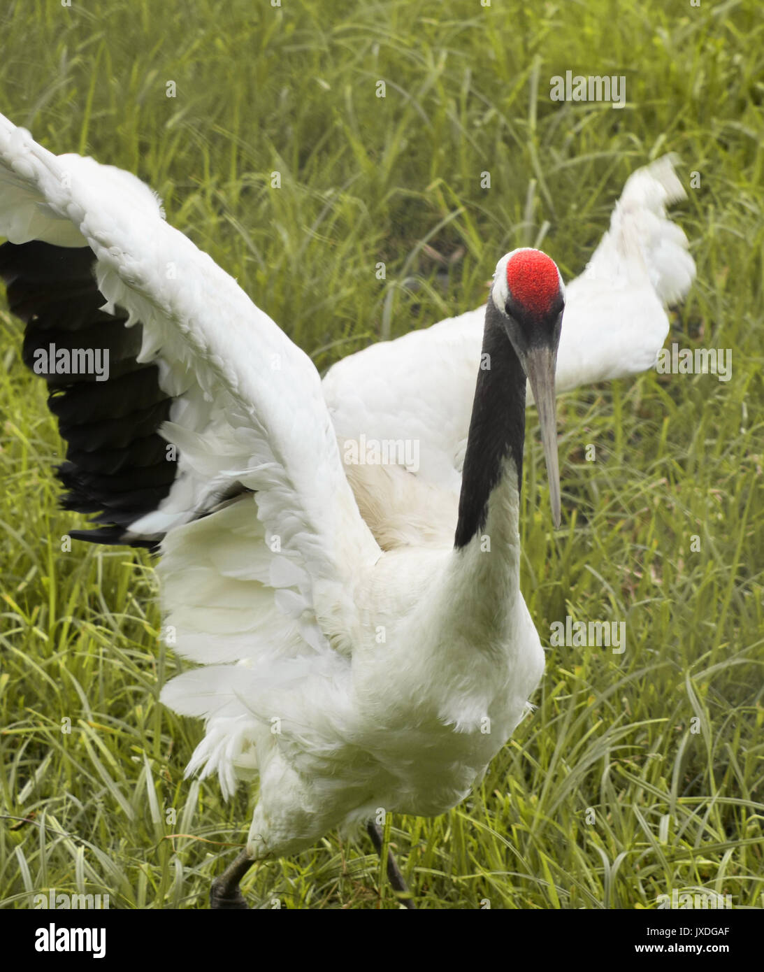 Crane in Japan attacking with red head Stock Photo Alamy
