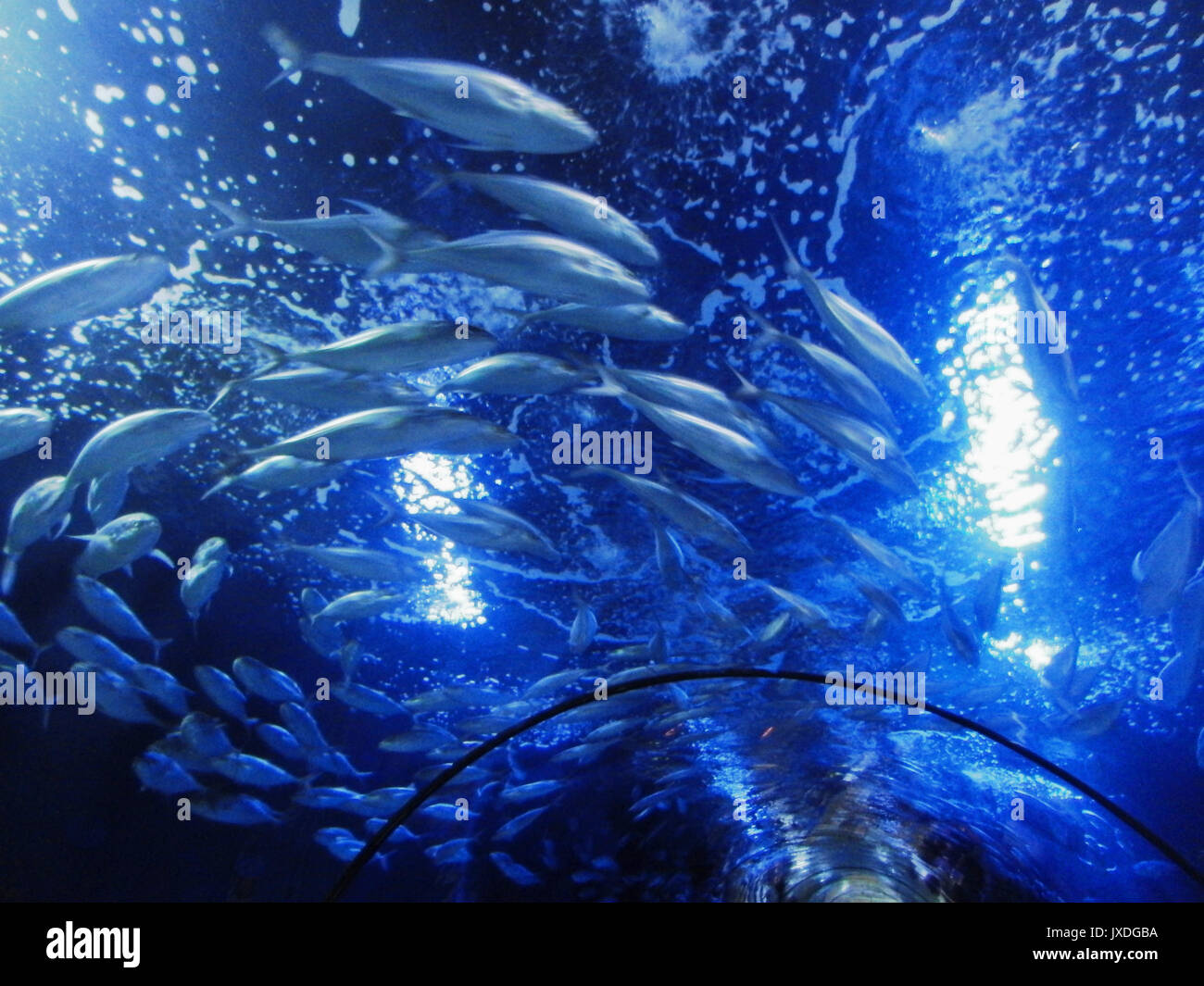 Taken at Malta National Aquarium in Bue fish tunnel showing a swirl of