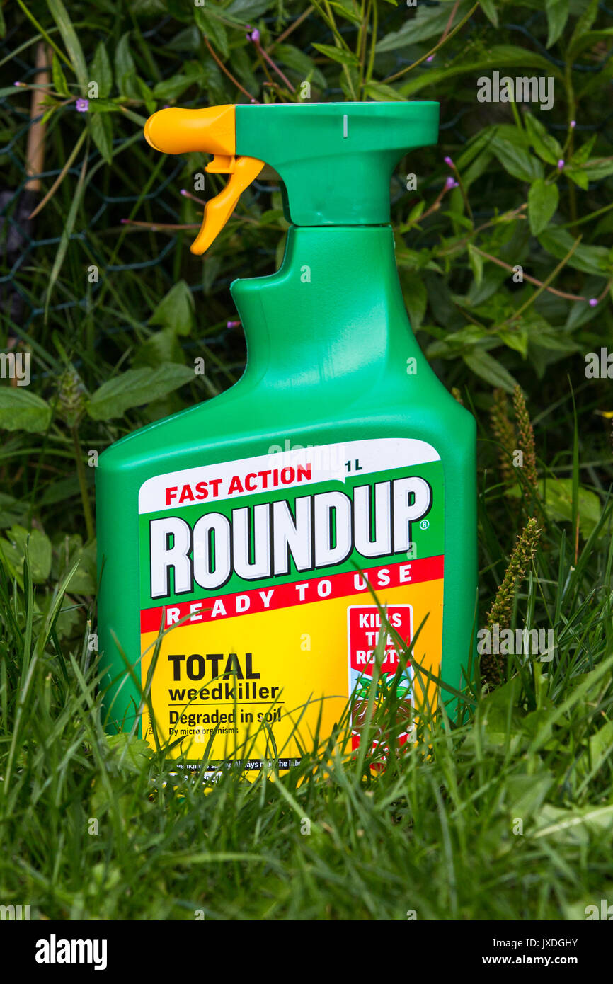 ROUNDUP FAST ACTION WEEDKILLER WITH GLYPHOSPHATE BY MONSANTO. Stock Photo