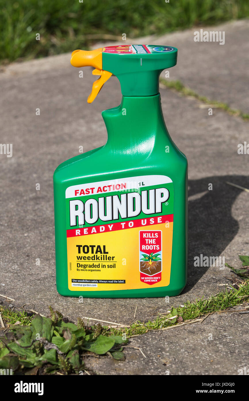 ROUNDUP FAST ACTION WEEDKILLER WITH GLYPHOSPHATE BY MONSANTO. Stock Photo