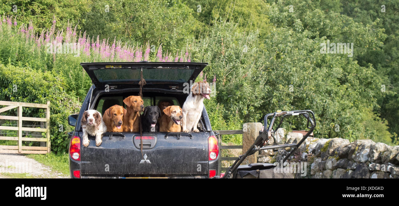 Dogs in the back of a van Stock Photo