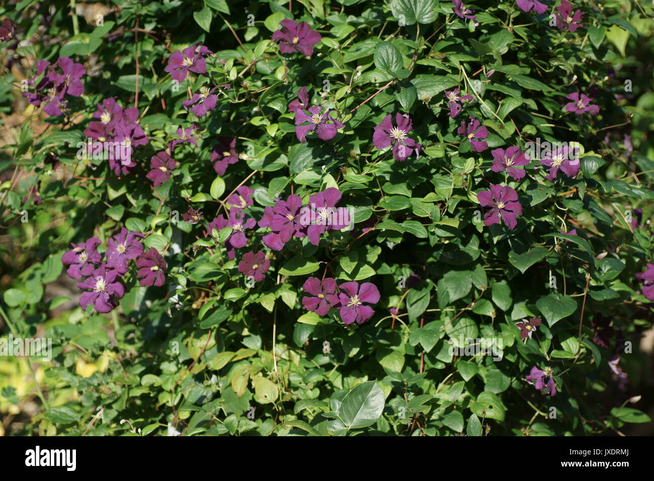 Clematis 'Etoile Violette' Stock Photo