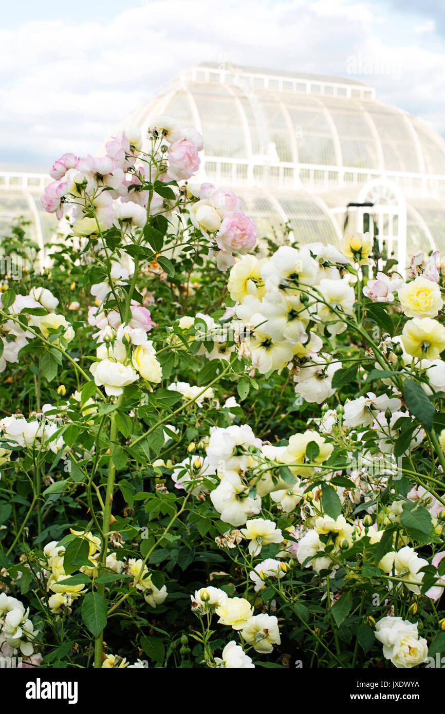 Kew Gardens and its flowers in Richmond Stock Photo Alamy