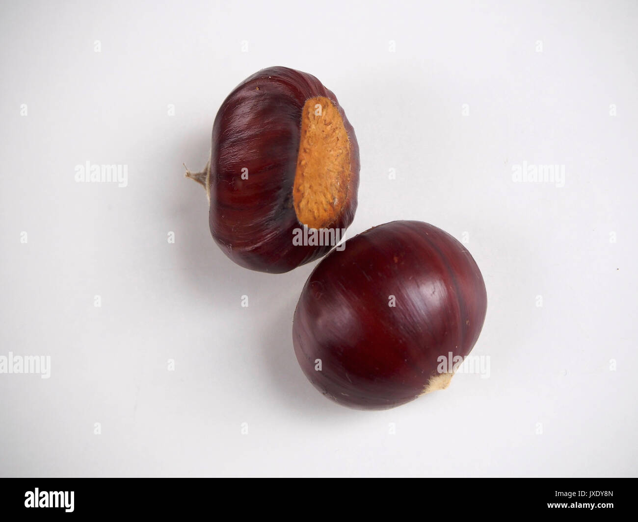 Two chestnuts isolated Stock Photo
